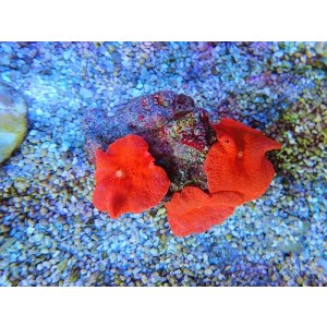 画像: 0111ディスクコーラルスーパーレッド3個付き