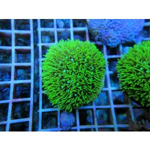 画像: 0111スターポリプフルメタリックグリーン01