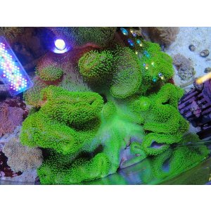 画像: 0125オオウミキノコ（沖縄）メタリックグリーン超特大　※同梱不可商品