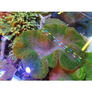 画像: 0125ウミキノコ（沖縄）グリーン特大　※同梱不可商品