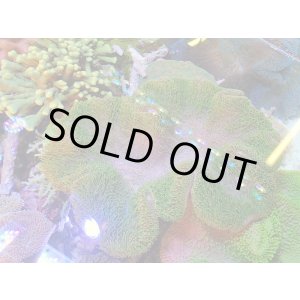 画像: 0125ウミキノコ（沖縄）グリーン特大　※同梱不可商品