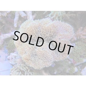 画像: 0125ウミキノコ（沖縄）ノーマルM01