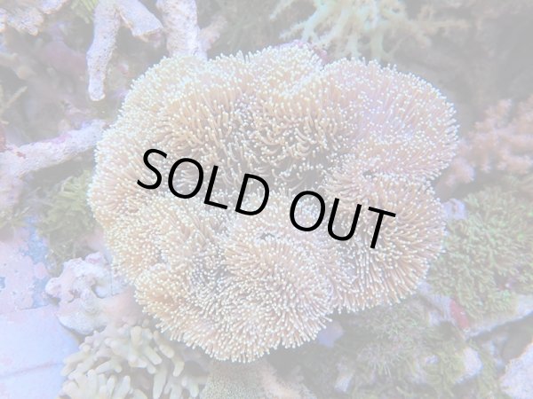 画像1: 0125ウミキノコ（沖縄）ノーマルM01