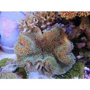 画像: 0125ウミキノコ（沖縄）ノーマルM02