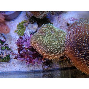 画像: 0125ウミキノコ（沖縄）ノーマルM03