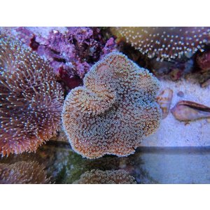 画像: 0125ウミキノコ（沖縄）ノーマルM05