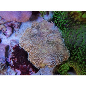 画像: 0125ウミキノコ（沖縄）ノーマルM06