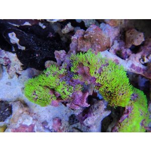 画像: 0125スターポリプ（沖縄）メタリックグリーン01