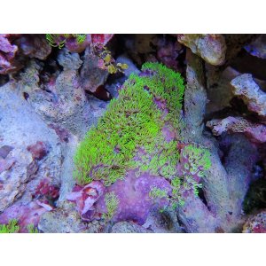 画像: 0125スターポリプ（沖縄）メタリックグリーン02