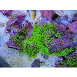 画像: 0125スターポリプ（沖縄）メタリックグリーン03