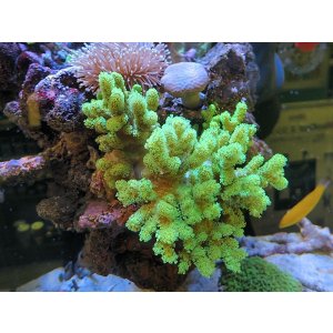 画像: 0125ナグラカタトサカ蛍光グリーンM