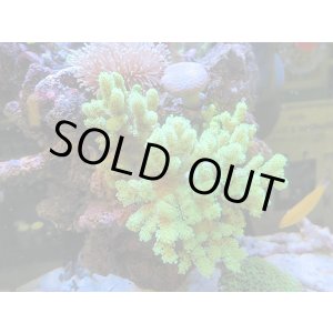 画像: 0125ナグラカタトサカ蛍光グリーンM