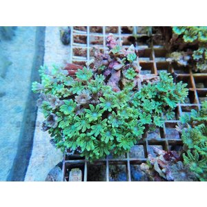 画像: 0125ツツウミヅタ（沖縄）グリーン01