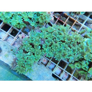 画像: 0125ツツウミヅタ（沖縄）グリーン02