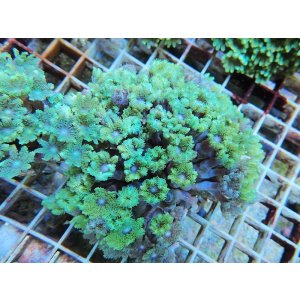 画像: 0125ツツウミヅタ（沖縄）グリーン03