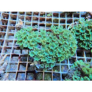 画像: 0125ツツウミヅタ（沖縄）グリーン04