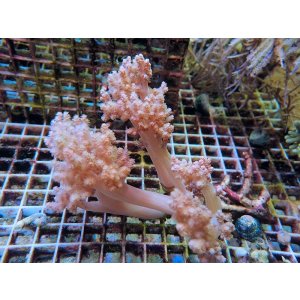 画像: 0125チヂミトサカ（沖縄）ピンク