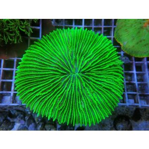 画像: 0211クサビライシメタリックグリーンL