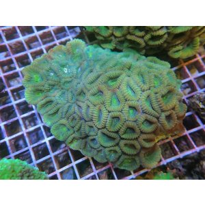 画像: 0211タバネサンゴグリーンM