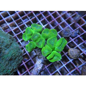 画像: 0211タバネサンゴグリーンS