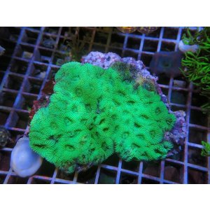 画像: 0211キクメイシグリーン01