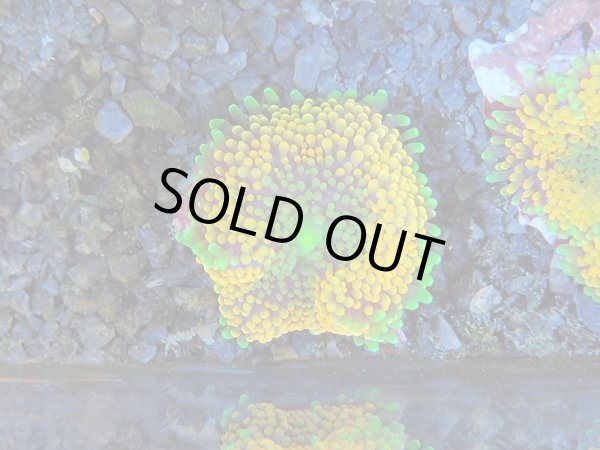 画像1: 0211カリビアンバブルディスクオレンジ01