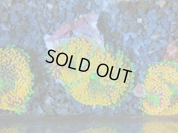 画像1: 0211カリビアンバブルディスクオレンジ02