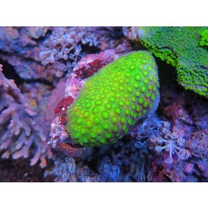 0211コハナガタサンゴクリアグリーン - 海水魚ショップ ナチュラル