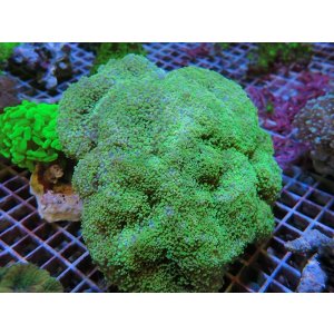 画像: 0222ハナブサツツマルサンゴグリーンXL