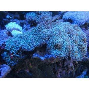 画像: 0222ナガレハナサンゴグリーンXL