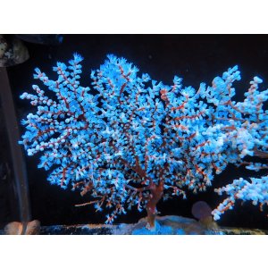 画像: 0311トゲナシヤギブルー01