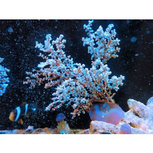 画像: 0311トゲナシヤギブルー02