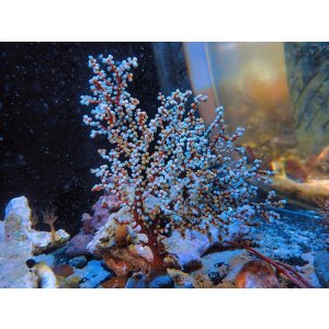 画像: 0311トゲナシヤギブルー03