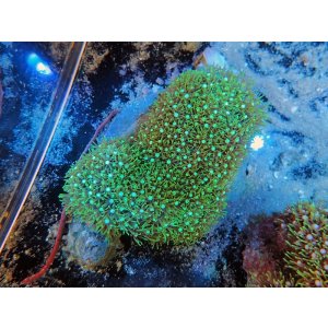 画像: 0311スターポリプ（バリ）グリーン01