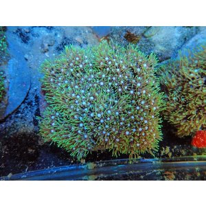 画像: 0311スターポリプ（バリ）グリーン02