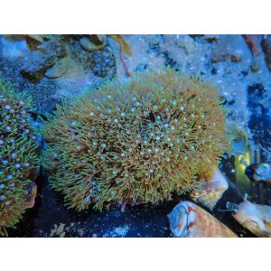 画像: 0311スターポリプ（バリ）グリーン03