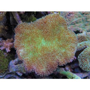 画像: 0311ウミキノコ（沖縄）L02