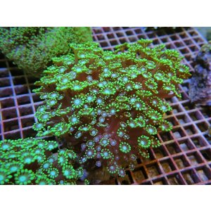 画像: 0311エダアワサンゴグリーン02