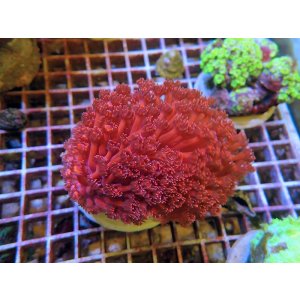 画像: 0311ハナガササンゴレッド