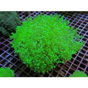 画像: 0311ホンタコアシサンゴクリアグリーン