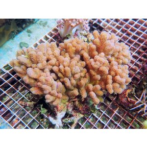 画像: 0311ナグラカタトサカノーマルL01