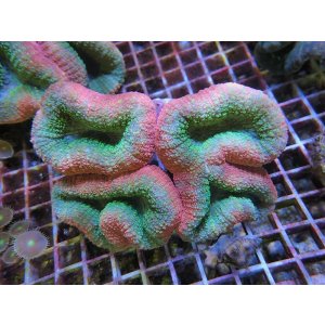 画像: 0321ロボフィリアピンク&グリーン02