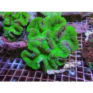 画像: 0321ハナガタサンゴグリーンL