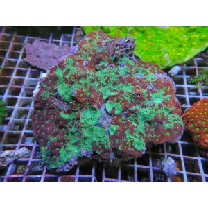 画像: 0321キクメイシマーブルL