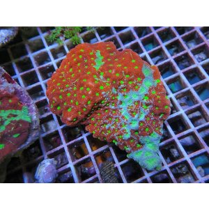 画像: 0321キクメイシマーブルM