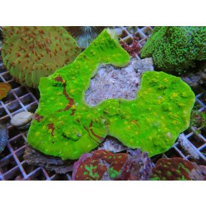 画像: 0321キッカサンゴメタリックグリーン イエローマウス