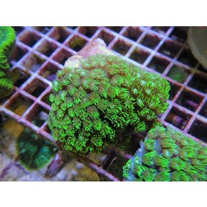 画像: 0321ハナガササンゴメタリックグリーン01