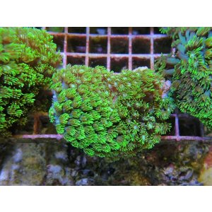 画像: 0321ハナガササンゴメタリックグリーン02