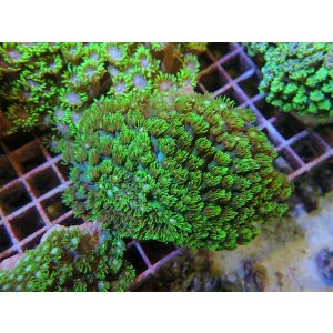 画像: 0321ハナガササンゴメタリックグリーン03