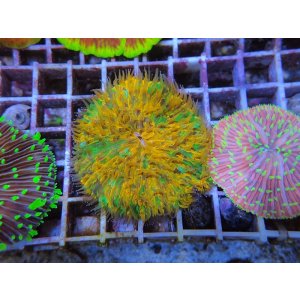 画像: 0321クサビライシSPカラー01